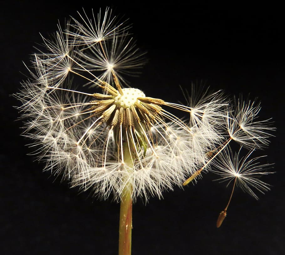 dandelion blowing, seed head, spring, seeds, weed, flower, fragility HD wallpaper