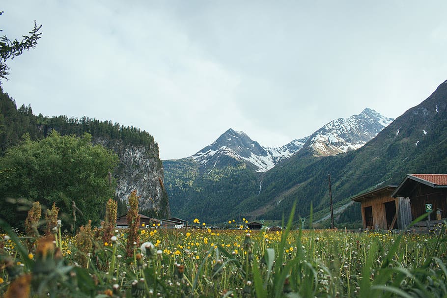 green grass field, yellow flower field near house, trees, and mountains at daytime HD wallpaper