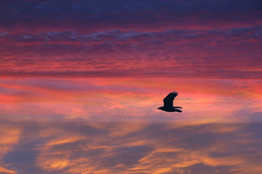 black bird under orange sky, flying, feathered, sunset, clouds HD wallpaper