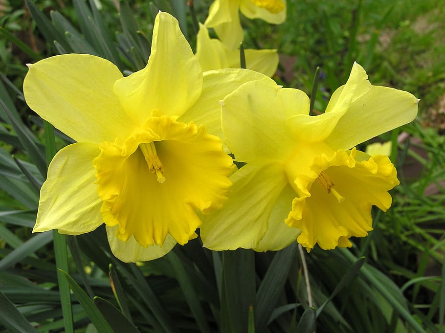 daffodil, flowers, bulbs, yellow, flowering plant, petal, freshness HD wallpaper