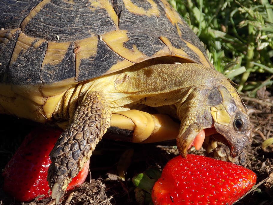 HD wallpaper: Turtle, Breakfast, Good Morning, strawberry, tortoise, one  animal | Wallpaper Flare