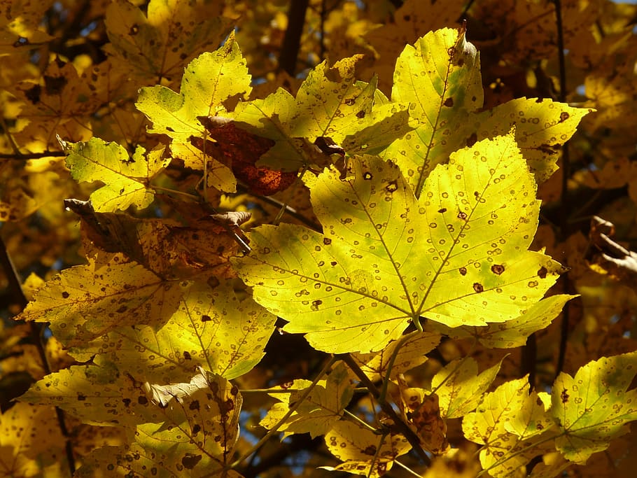 Mountain Maple, Acer Pseudoplatanus, deciduous tree, golden autumn, HD wallpaper