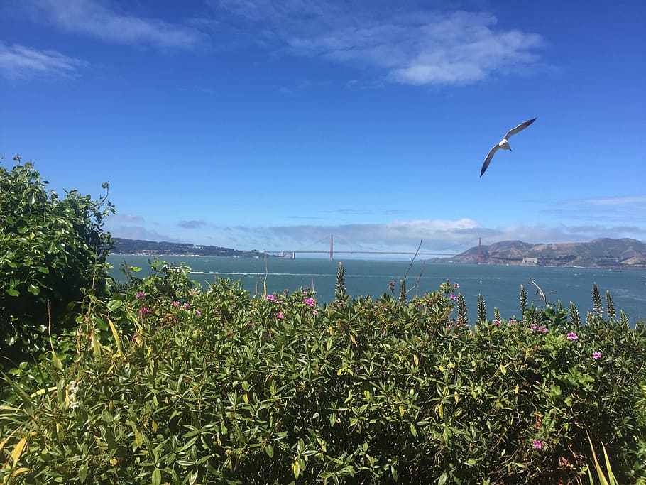 ocean, nature, bird, gull, landscape, sky, plant, beauty in nature HD wallpaper