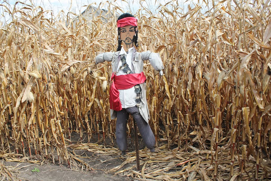 scarecrow, corn, hay, pirate, agriculture, crop, farm, rural scene HD wallpaper