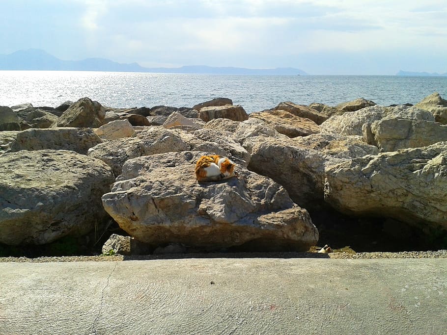 Naples, Cat, Rocks, Sea, Water, one animal, horizon over water