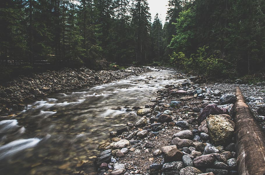 river surrounded by trees, river between rocks and pine trees HD wallpaper