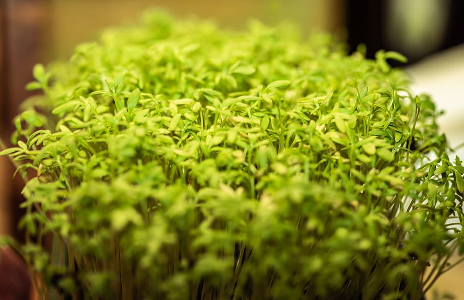 cress, seedlings, bio, vegan, delicious, naturkost, macro, tender, HD wallpaper