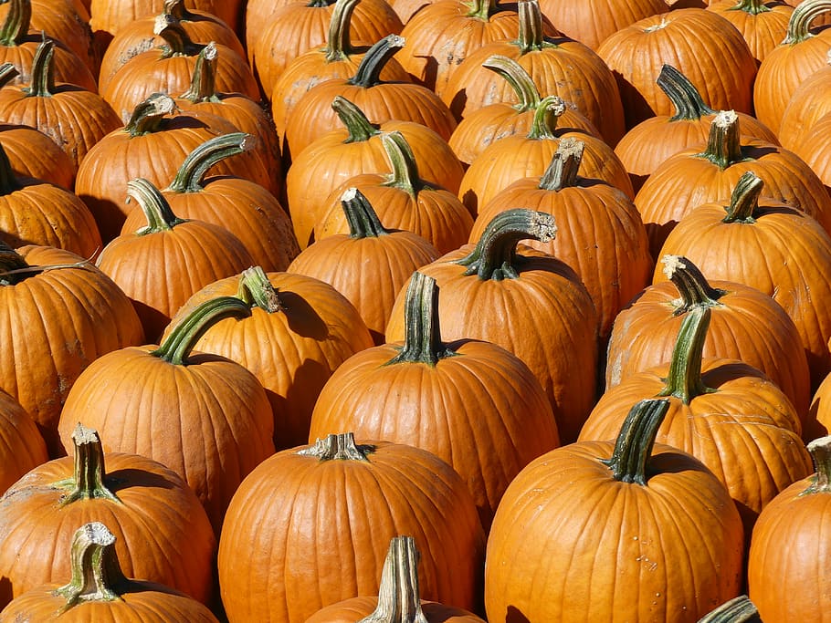 Pumpkins, arranged orange pumpkins at daytime, autumn, fall, vegetable HD wallpaper