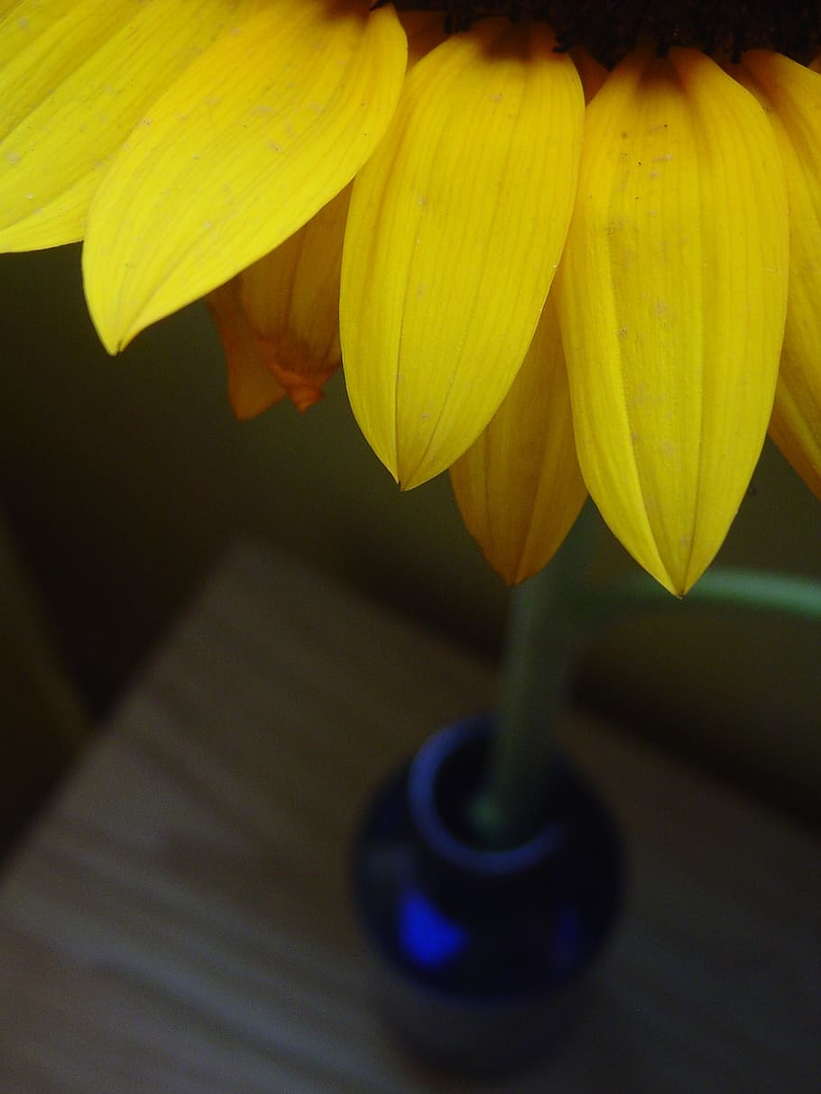 daisy, vase, blue, petals, flower, yellow, plant, flowering plant HD wallpaper