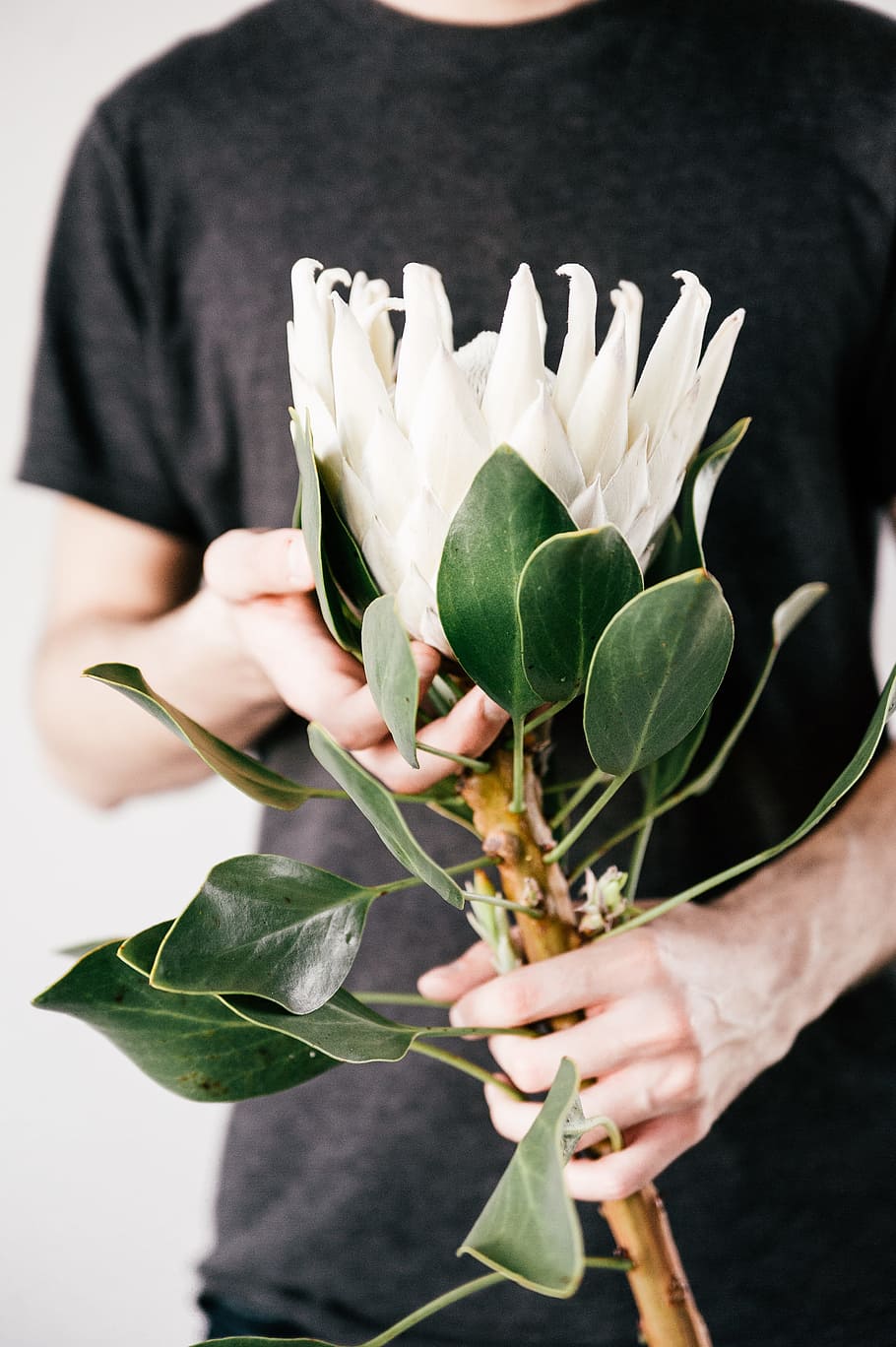 Man Holding White Petaled Flower on Bloom, beautiful, blooming HD wallpaper