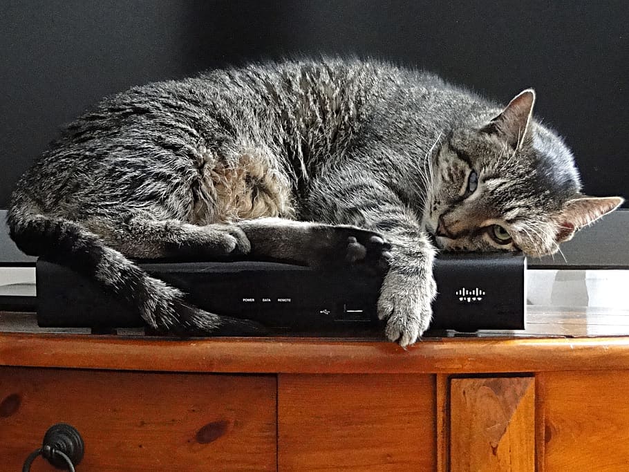 gray cat laying on black setup box, pet, sleeping, kitty, tiger HD wallpaper