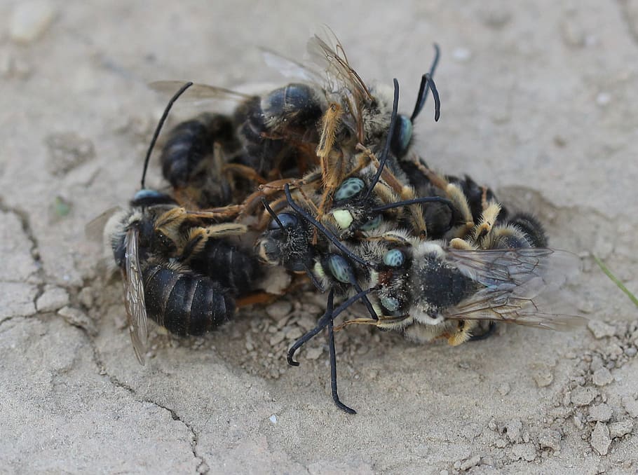 bee, struggle, insecta, flight, to kill, confrontation, animals in the wild HD wallpaper