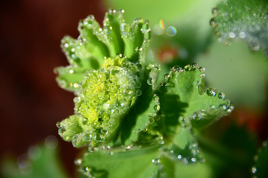 drop, macro, nature, water, green color, freshness, close-up HD wallpaper