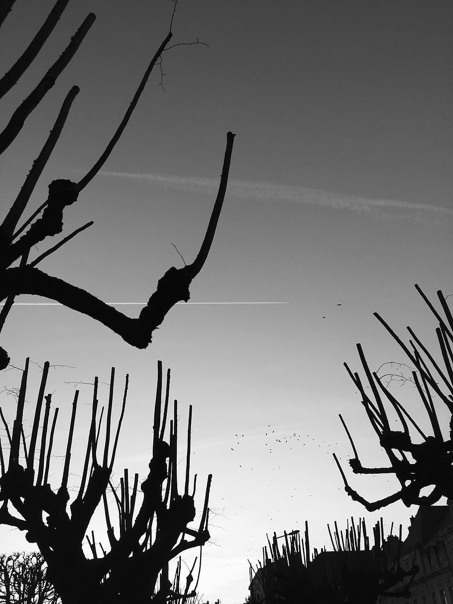 back light, tree, birds, mood, black and white, dead tree, sky HD wallpaper