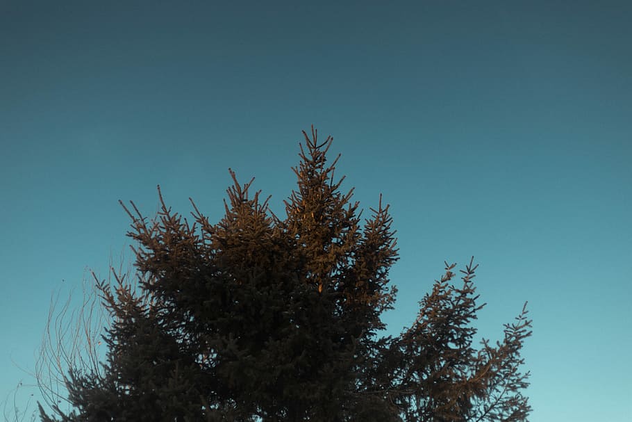 green leafed tree under blue sky, green leafed plant, beautiful HD wallpaper