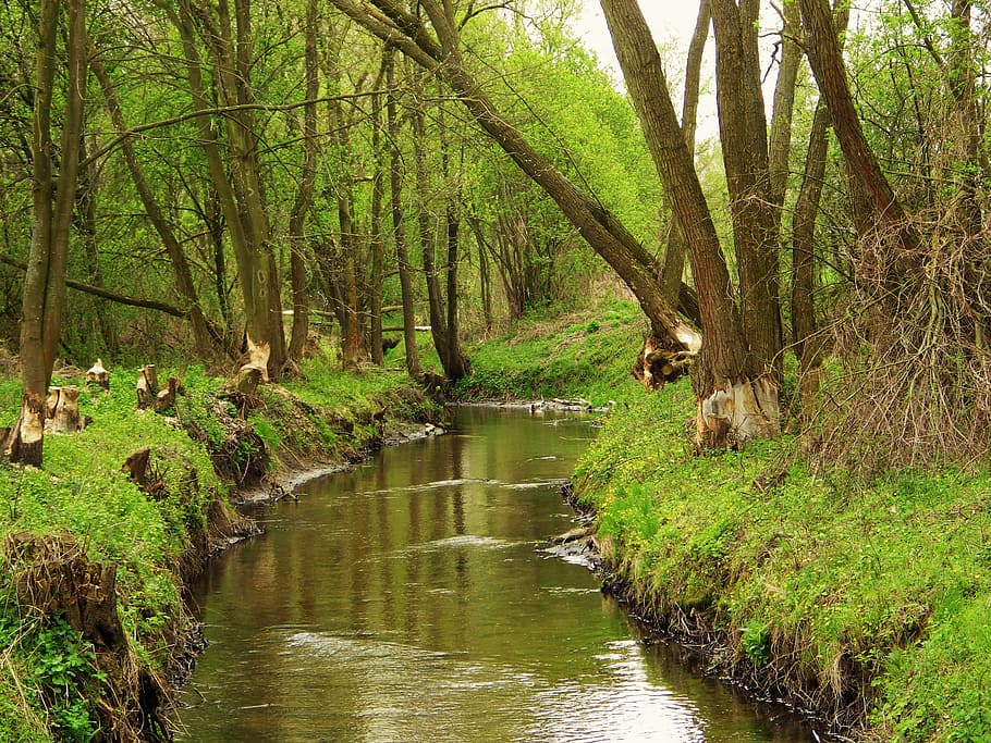 nature, the brook, landscape, tree, beaver, plant, water, tranquility HD wallpaper
