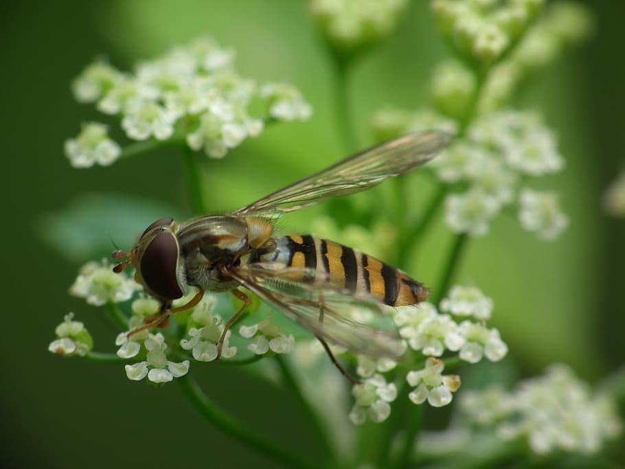 hoverfly, dill blossom, bloom, white blossom, flower, flowering plant HD wallpaper