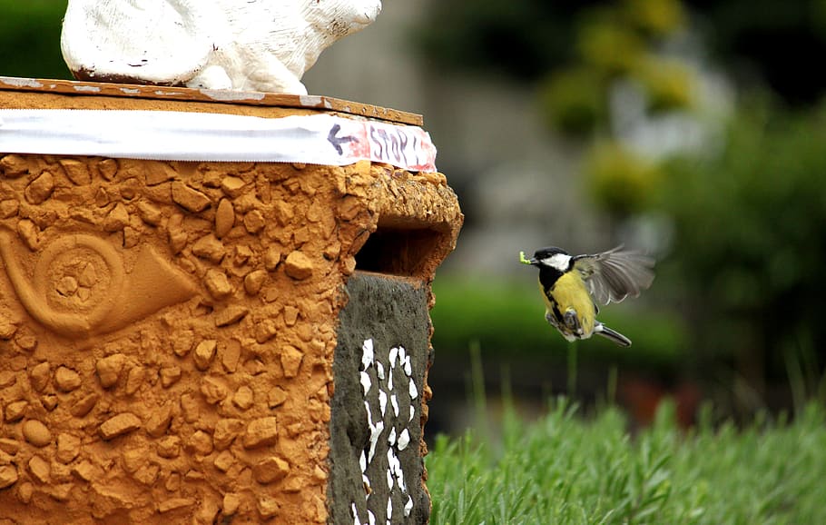yellow and black bird flying beside orange concrete stand, tit HD wallpaper