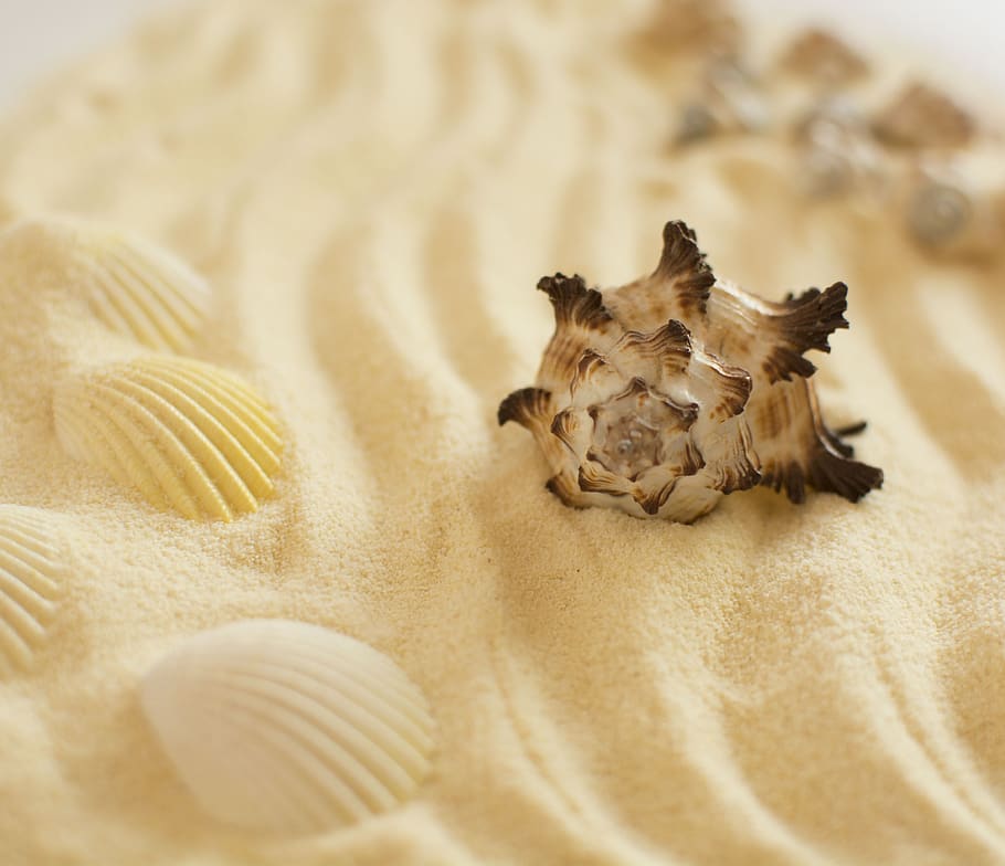sand, shell, summer, beach, marine, seashells, white, food HD wallpaper
