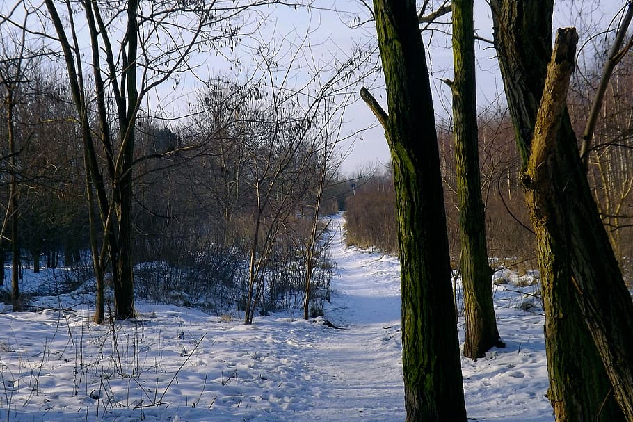 snow, trees, forest, winter, wintry, cold, snowy, cold temperature HD wallpaper