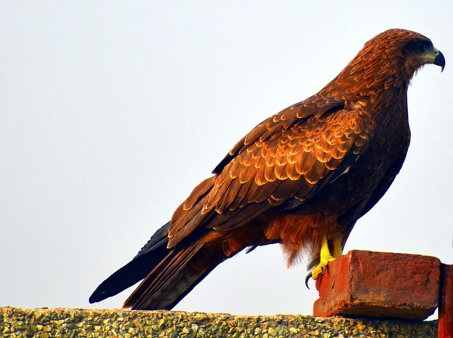 black kite, bird, raptor, milvus migrans, basking, avian, roof-top, HD wallpaper