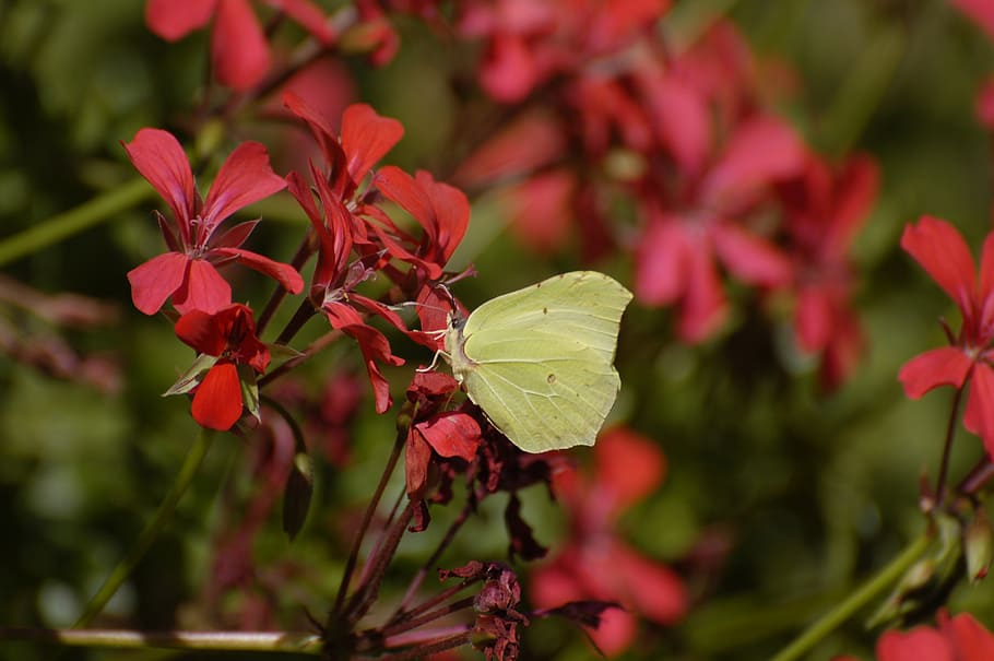 insect, butterfly, macro, flower, leaf, summer, nature, plant HD wallpaper