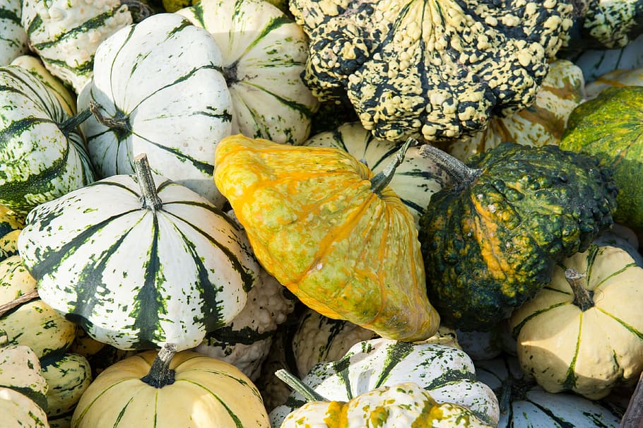 gourd, plant, creeper, spherical, pumpkin like, rosids, cucurbitales HD wallpaper