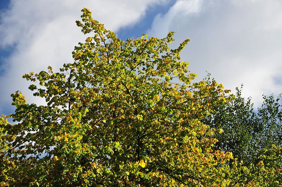 Scotland, Tree, Nature, growth, cloud - sky, green color, no people HD wallpaper