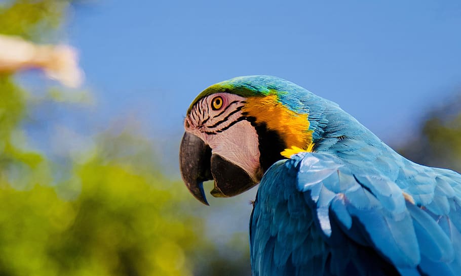 parrot, ara, blue macaw, beak, bird, color, ara ararauna, animal themes, HD wallpaper