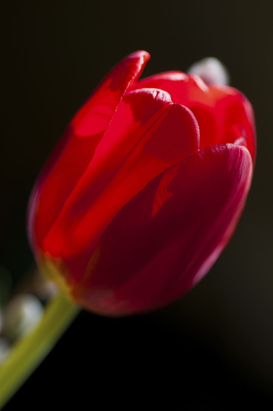 Flower, Macro, nicely, tulip, nature, plant, petal, springtime HD wallpaper