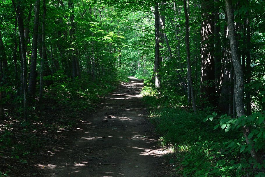 path, trail, woods, hike, forest, trees, green, nature, natural HD wallpaper