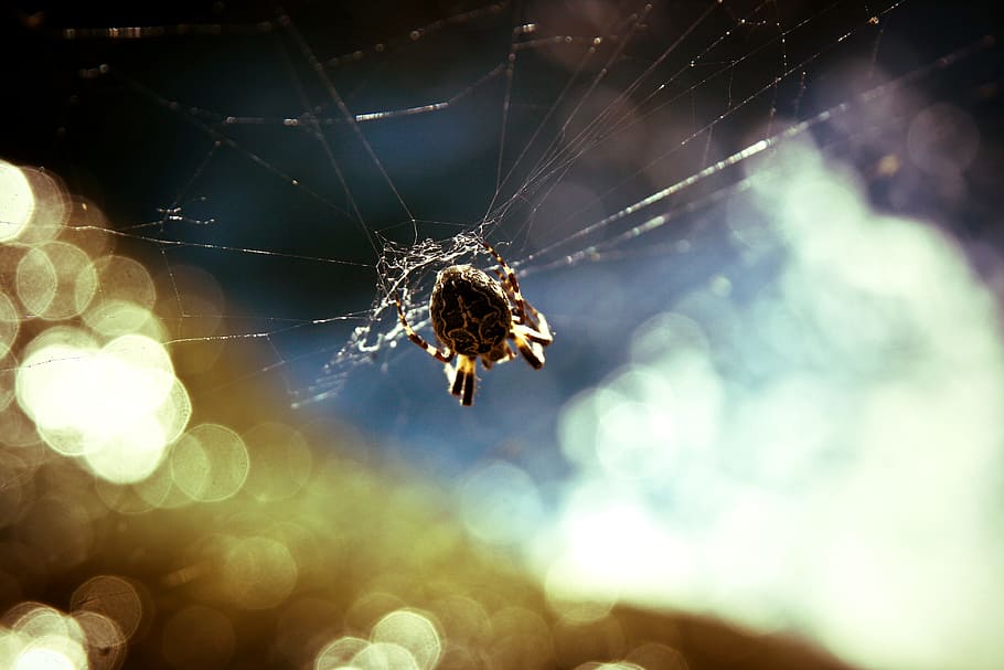 animal, insect, cobweb, spider, spider's web, spider web, invertebrate HD wallpaper