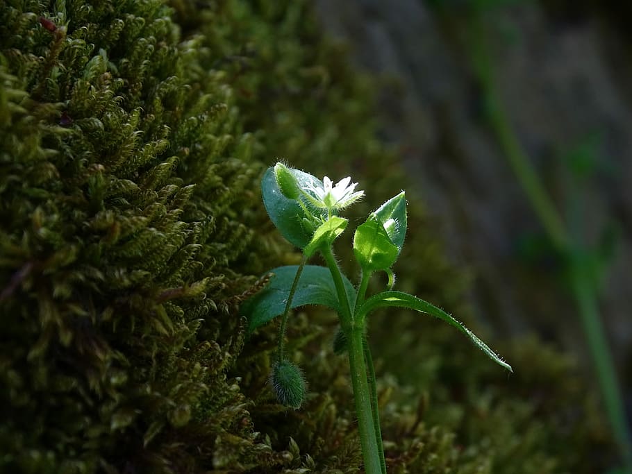 moss, flower, macro, forest, plant, green, growth, green color HD wallpaper