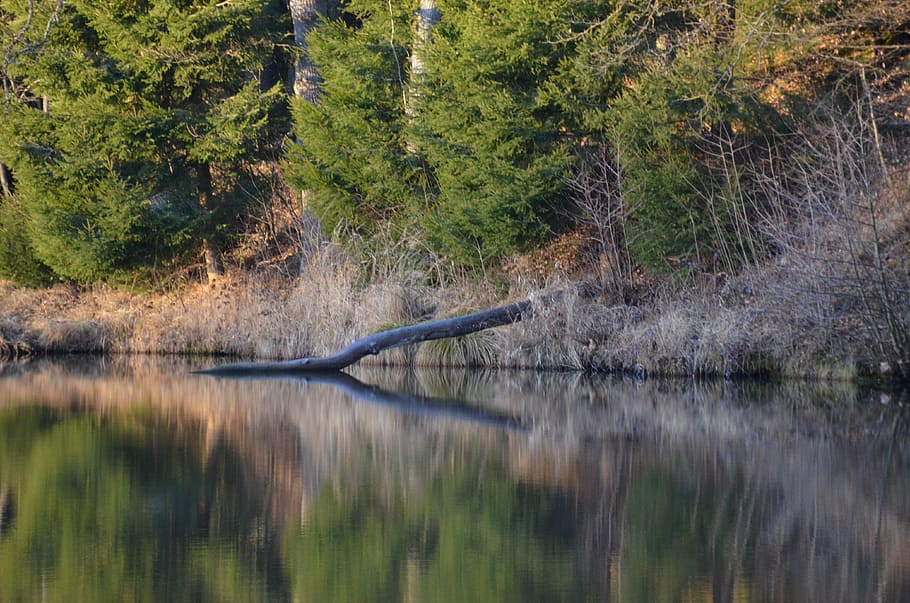 forest, lake, silent, water reflection, art, holidays, summer HD wallpaper