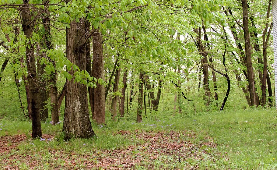 forest, tree, trees, nature, green, summer, landscape, season HD wallpaper