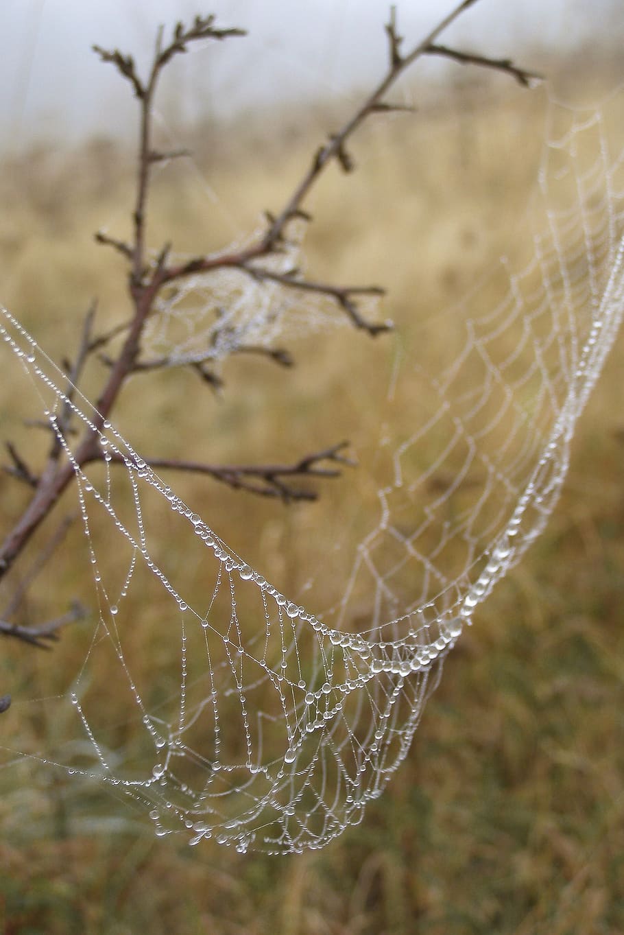 cobweb, drops, rosa, spider's web, meadow, the fog, haze, autumn HD wallpaper