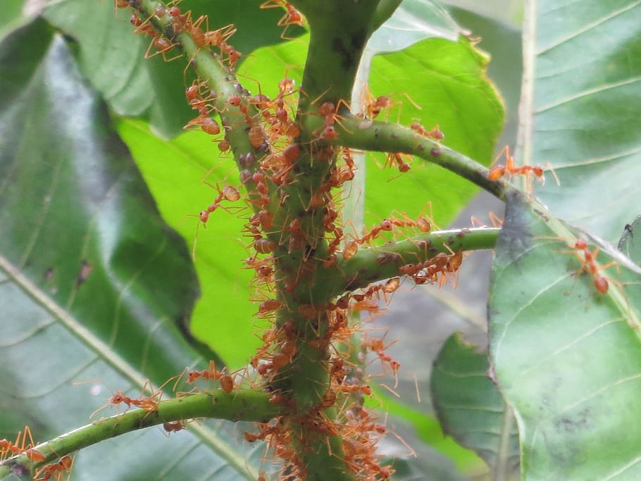 Mango, Leaves, Ants, Insects, Red, Tree, branch, leaf, green color HD wallpaper