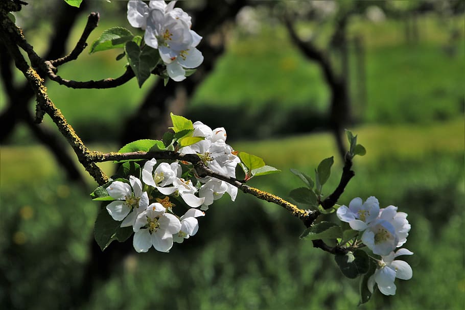sad, spring, flower, nature, tree, plant, branch, at the court of HD wallpaper