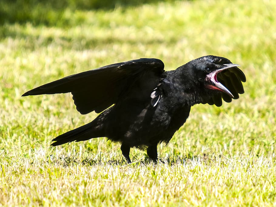 HD wallpaper: black crow standing on green grass, rook, bird, raven ...