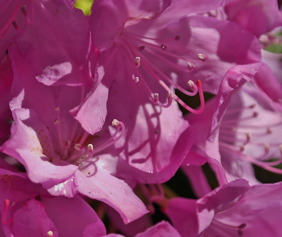 rhododendron, flower, spring, pink, nature, blossom, bloom HD wallpaper