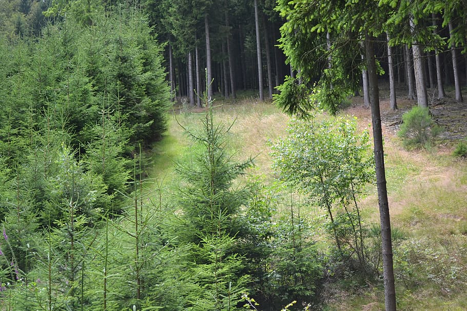 forest, nature, trees, landscape, plant, growth, green color HD wallpaper