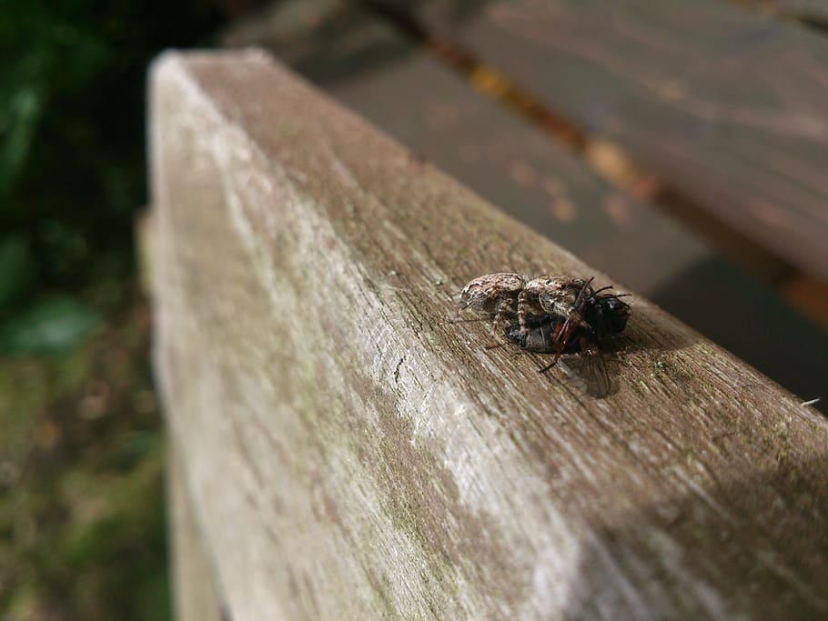 spider, prey, caught, invertebrate, animal themes, animal wildlife HD wallpaper