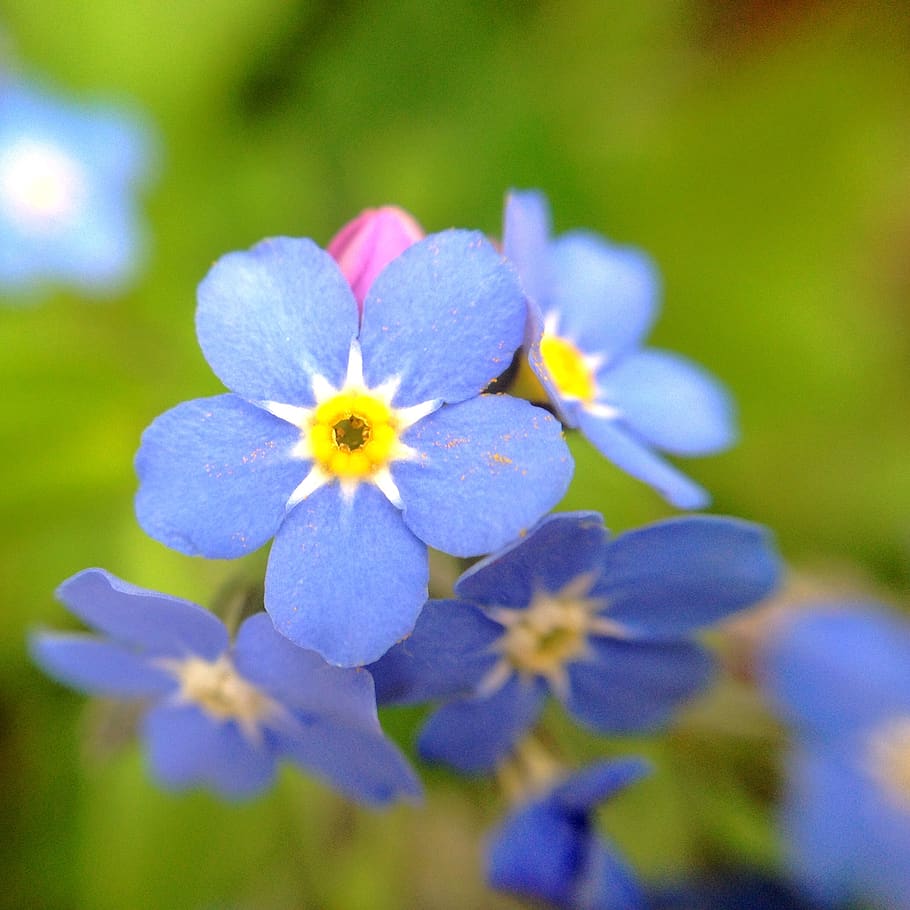 forget me not, flower, plant, flourished, blue, yellow, meadow, HD wallpaper