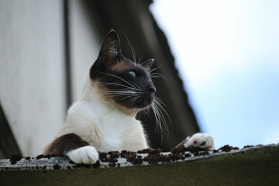 Siamese Cat, breed cat, mieze, kitten, cat portrait, domestic Cat HD wallpaper