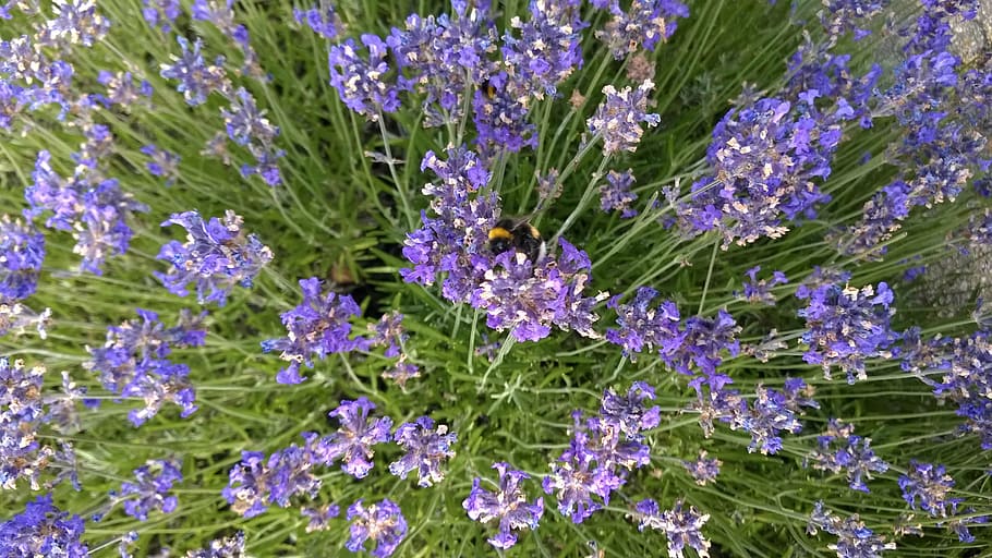 lavender, bumblebee, purple, garden, flowers, summer, nature HD wallpaper
