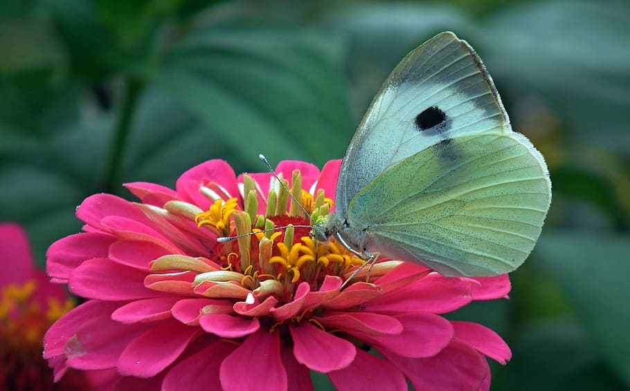 white butterfly on pink petaled flower, insect, nature, macro HD wallpaper