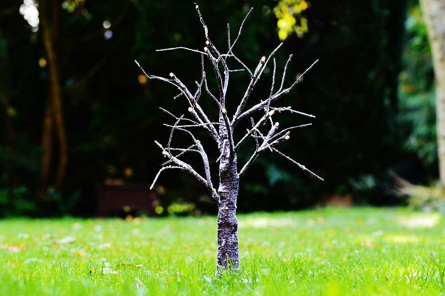 tree, aesthetic, winter, snow, lighting, deco, branches, plant HD wallpaper