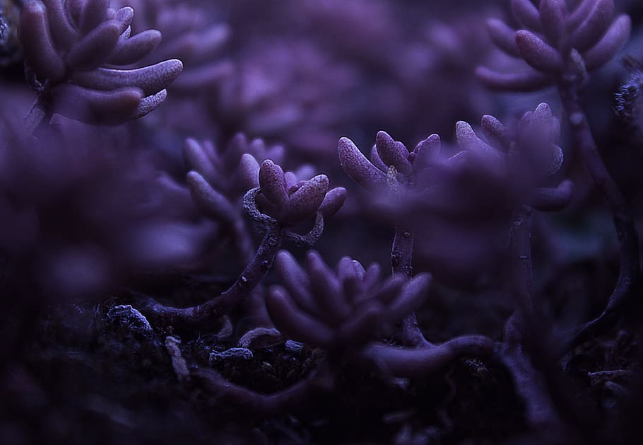 purple petaled flowers, macro shot photography of purple plants HD wallpaper
