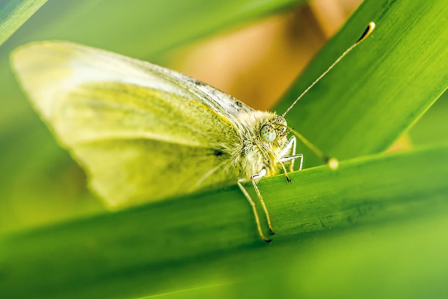 brown butterfly perch on green plant, closeup photo of yellow butterfly on leaf HD wallpaper