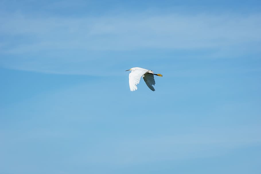 crane, bird, flying, wings, blue, sky, animal themes, one animal HD wallpaper